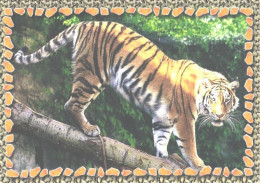 Tiger On Tree - Tigers