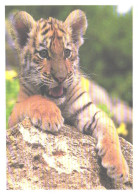 Young Tiger On Rock - Tijgers