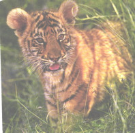 Young Tiger, Panthera Tigris Tigris - Tijgers