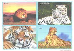 Albino Tigers, Tigers, Lion, Cheetah - Tiger
