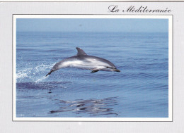 DAUPHIN BLEU ET BLANC (dil132) - Delfines