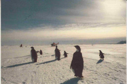 Germany Polarstern Postcard Antarctic Flight From Polarstern To Signy  10.11.1988  (PT161) - Vuelos Polares