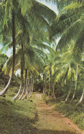 Puerto Rico - Regal Coconut Trees 1978 - Puerto Rico