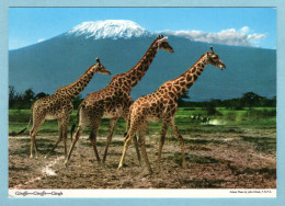 CP Animaux - Giraffe - Girafe ( En Afrique) - Giraffe