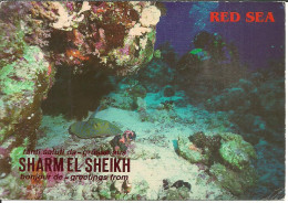 Red Sea (Egitto, Egypt) Sharm El Sheikh, Blue Spotted Sting Ray, Razza Maculata Blu, Raie Pastenague à Pois Bleus - Sharm El Sheikh