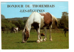 Thorembais Les Béguines Bonjour De ( Chevaux ) - Perwez