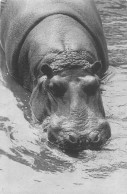 PARC ZOOLOGIQUE DU BOIS DE VINCENNES. PARIS. MUSEUM NATIONAL D'HISTOIRE NATURELLE. HIPPOPOTAME. - Hippopotamuses