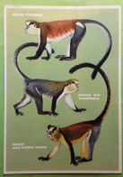 Singe Mone Typique,Mone De Campbell, Mone Aux Pieds Noirs,Museum National D'Histoire Naturelle Paris, Aquarelle Dandelot - Singes