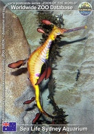 553 Sea Life Sydney Aquarium, AU - Weedy Seadragon (Phyllopteryx Taeniolatus) - Sydney