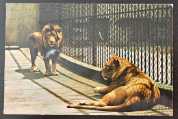 Zagreb Zoo, Zooloski Vrt Grada Zagreba.Lav-Lowe-Panthera Leo - Lions