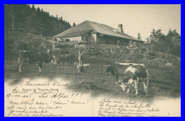 * Chalet Du VUARNE - Armailli - Vaches - 517 C - Photo CHIFELLE - 1904 - Autres & Non Classés