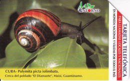 TARJETA DE CUBA DE UN CARACOL (ESCARGOT-SNAIL) - Cuba