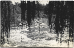 Postcard - Argentina, Swamp, 1954, N°452 - Argentine