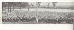 South Australia / Panoramic Postcards - Autres & Non Classés