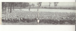 South Australia / Panoramic Postcards - Other & Unclassified