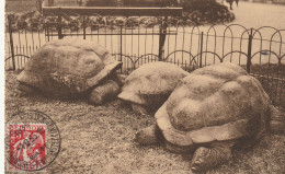 TORTUES Au Jardin Zoologique D'Anvers - Turtles