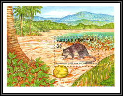 80962 Antigua & Barbuda Y&t BF N°162 Mi 164 West Indies Giant Rice Rat ** MNH 1989 - Rongeurs
