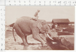 Rangoon - Elephant At Work / Rangoun - Elépant Au Travail / ရန်ကုန် - အလုပ်မှာ ဆင် - Myanmar (Burma)