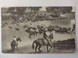 Fording, Milk River MT, Cowboys, Cattle Drive, Herd Of Cattle, Horses, 1907 - Miles City