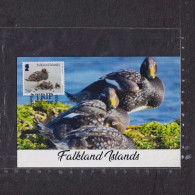 [Carte Maximum / Maximum Card /  Maximumkarte]  Falkland Islands 2021 | Trip Scheme - Steamer Duck - Anatre