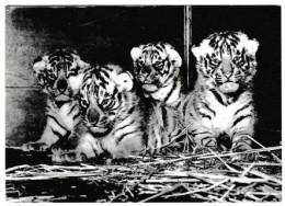 SVIZZERA - BASEL - ZOOLOGISCHER GARTEN  - CARTOLINA VIAGGIATA NEL 1972 - Tigres