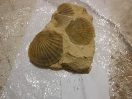 Belle Composition De Pecten  Sur Terre 17x13x8 - Fossilien