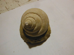 3 Escargots Sur Terre-provenance ? - Fossilien