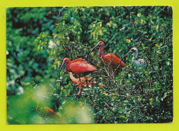 VENEZUELA Coro Coro Oiseaux Ibis Rouge Escarlata Eudocimus Ruber Scarlet Bis N°555 VOIR DOS - Venezuela