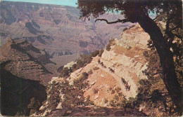 United States AZ Grand Canyon Famous Mule Train  1968 - Gran Cañon
