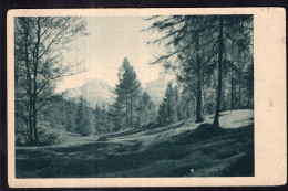 Postcard - 1936 - Trees - Pines - Mountains And Woods - Alberi