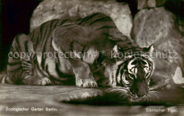 73841347 Tiger Sibirischer Tieger Zoologischergarten Berlin - Andere & Zonder Classificatie