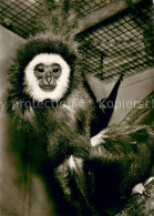 73622669 Affen Tiergarten N?rnberg Gibbon  - Singes