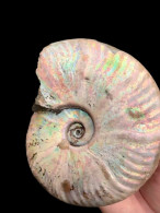 Ammonites - Colorful Fossils - 15 Cm - 12 Cm - Fossielen