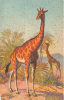 ANIMAUX - Girafes - Savane - Afrique - Carte Postale Ancienne - Giraffes