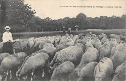 CPA 30 ALAIS / LES MOUTONS AU CHAMP DE MANOEUVRES DE LA PRAIRIE - Alès