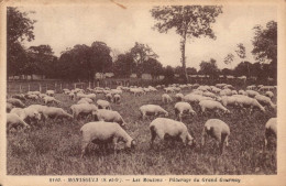 95 , Cpa  MONTSOULT , 8110 , Les Moutons , Paturage Du Grand Gournay (09222.F24) - Montsoult
