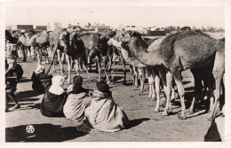 ALGÉRIE - Scènes & Types - Les Souks - Le Marché Aux Chameaux - Carte Postale Ancienne - Scènes & Types