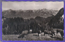 Carte Postale 74. Tollon-les-Mémises  Très Beau Plan - Thollon