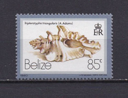 BELIZE 1981 TIMBRE N°467 NEUF** COQUILLAGES - Belize (1973-...)