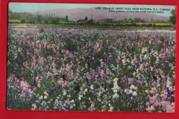 CANADA   BC  VICTORIA   SWEET PEA FIELDS  - Vancouver