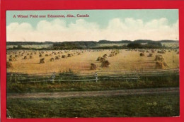 CANADA   ALTA    EDMONTON   A WHEAT FIELD NEARBY - Edmonton