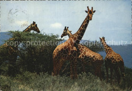 72554545 Giraffe   - Singes