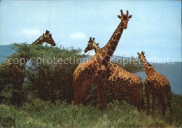 72544152 Giraffe Giraffes   - Singes
