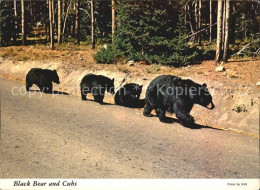 72529743 Yellowstone_National_Park Black Bear And Cubs - Otros & Sin Clasificación