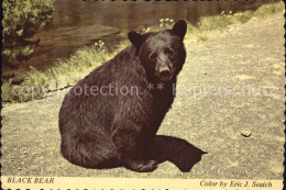 72528639 Yellowstone_National_Park Wistful Bear - Autres & Non Classés