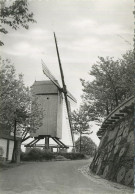 Westouter  :  Windmolen   ( Groot Formaat 15 X 10.5 Cm ) - Heuvelland