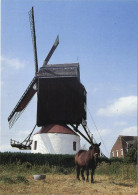 Meulebeke :  Herentmolen   :  Windmolen   ( Groot Formaat 15 X 10.5 Cm ) - Meulebeke