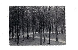 Kliniek "Maria Middelares".Wandelweg In Het Bos. - Lommel