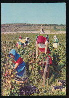 CPM / CPSM 10.5 X 15 Côte D'Or (?) Les Vendanges En Bourgogne - Meursault