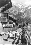 GSTEIG ► Ziegen Unterwegs Im Dorf, Fotokarte Ca.1955 - Gsteig Bei Gstaad
